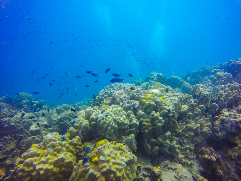 Coral Reef