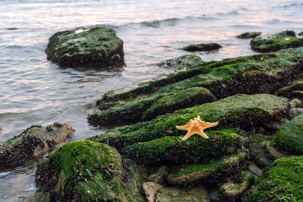seaweed rocks