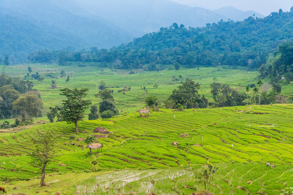 terraced hillside