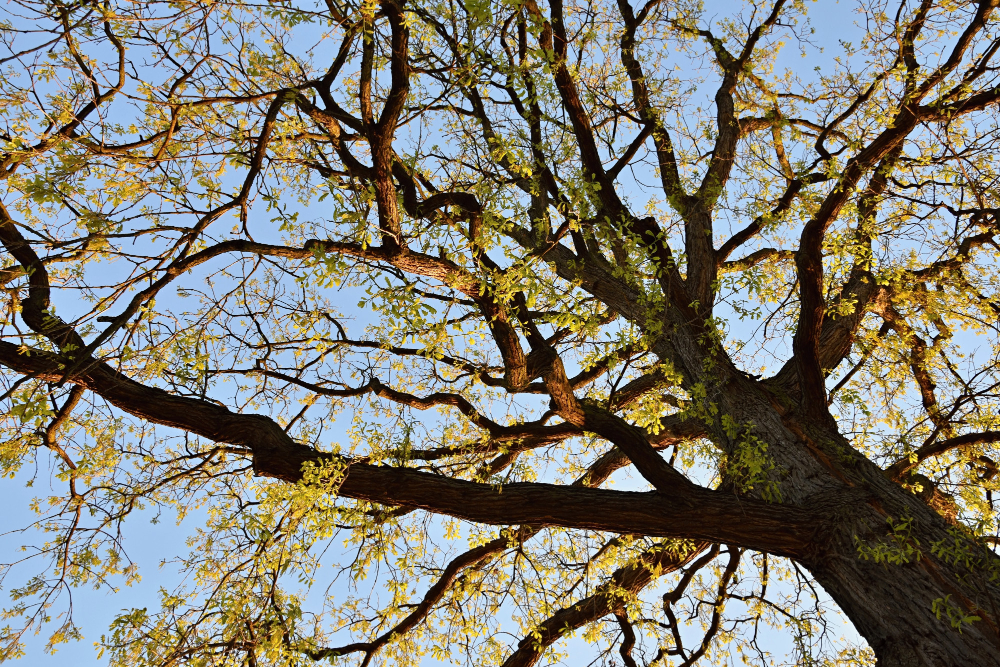 cork oak tree