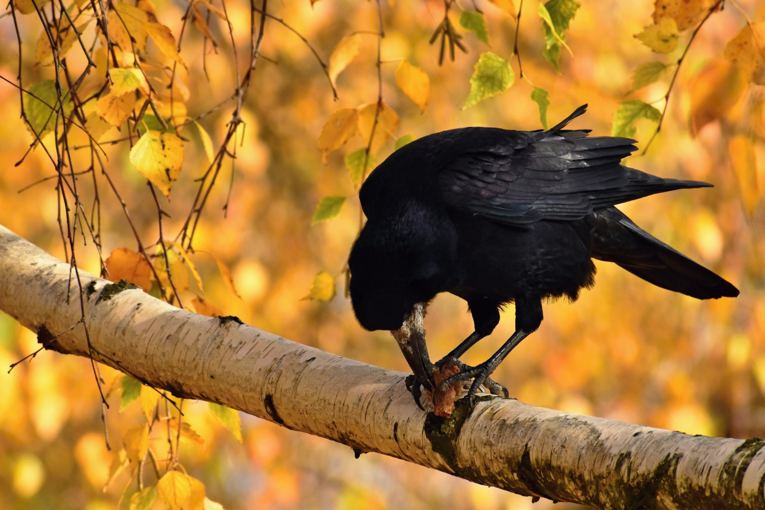 crow bird