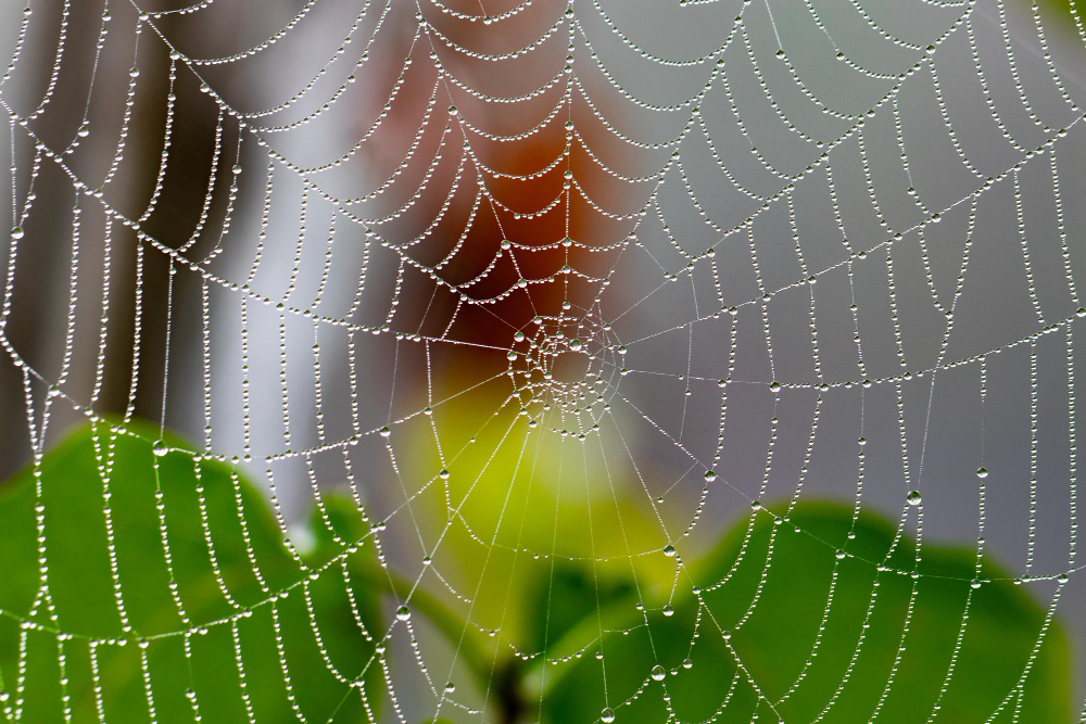 spider web silk