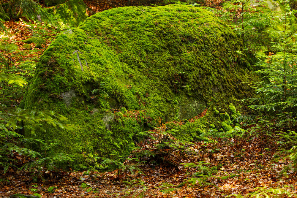 moss