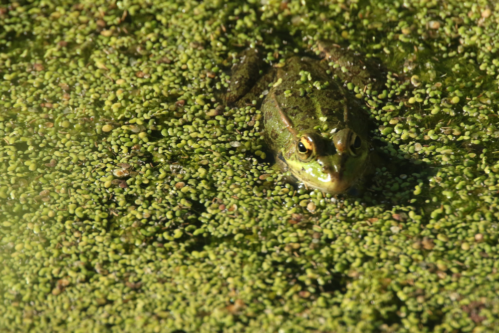 tadpoles pond water