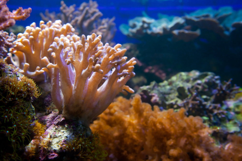 sea sponge