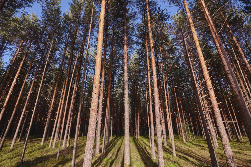 Tall tree forest