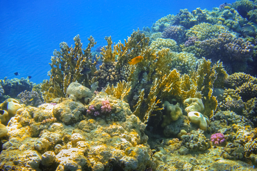 Coral Reef