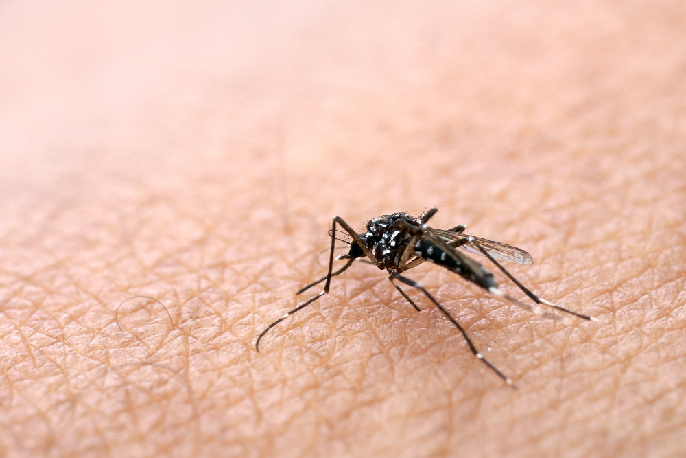 Mosquito