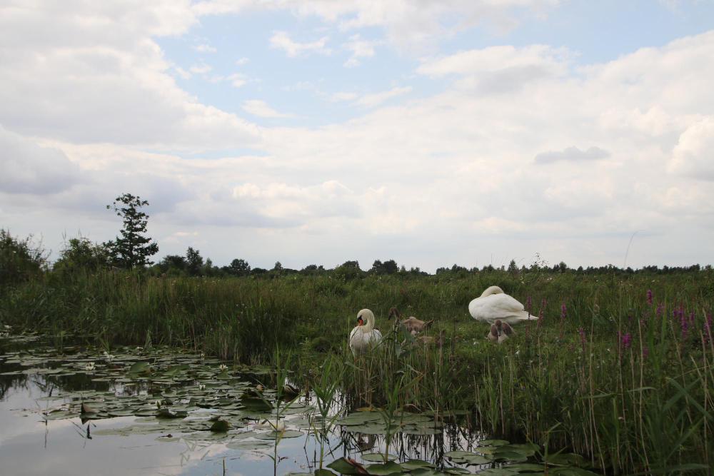 wetland