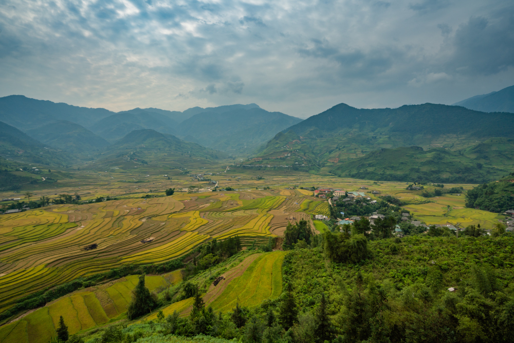terraced hillside