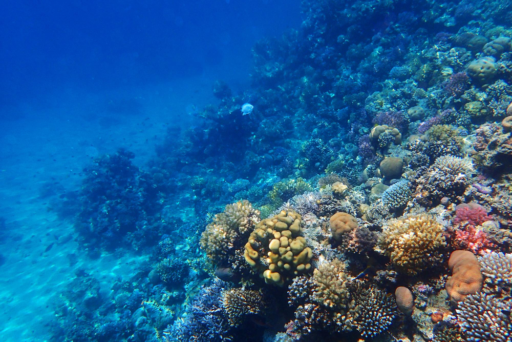 Coral Reef