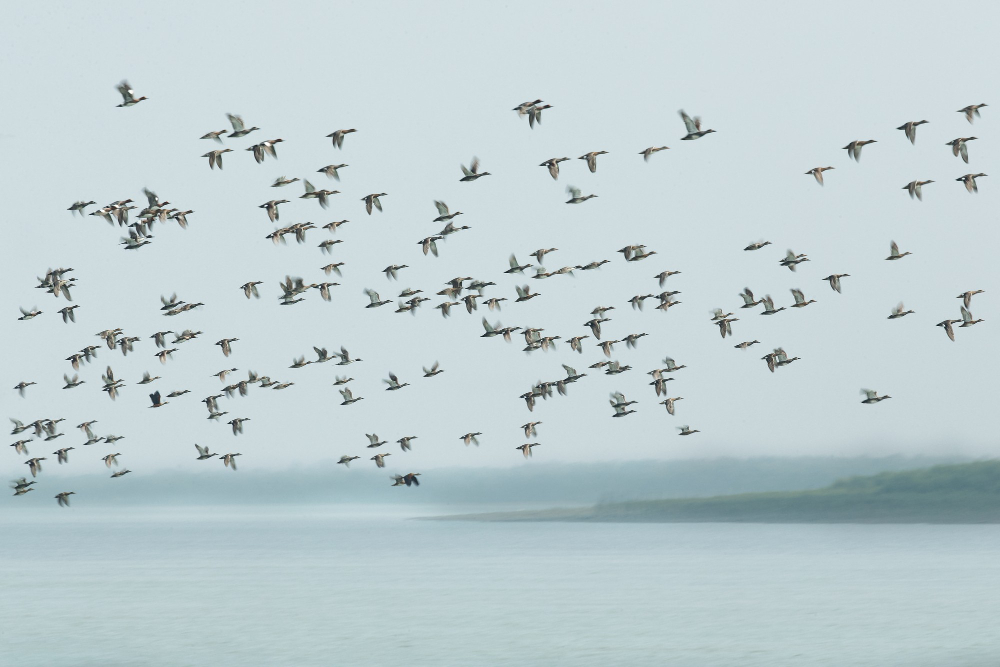 bird flock