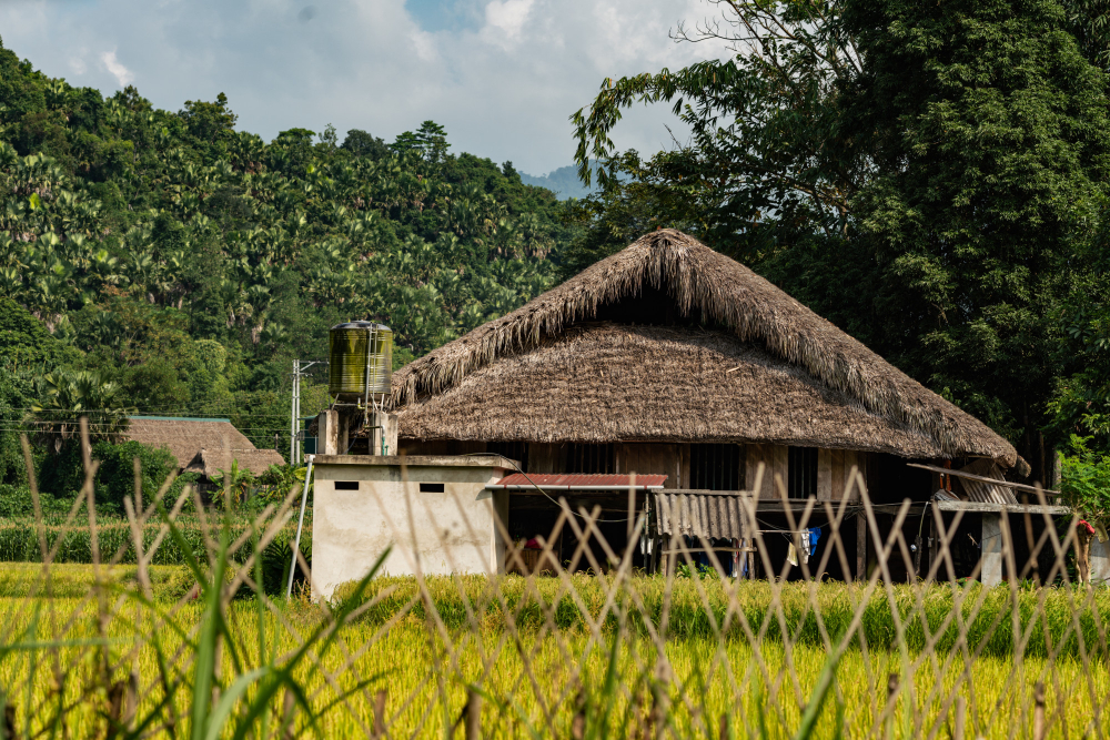 thatched roof