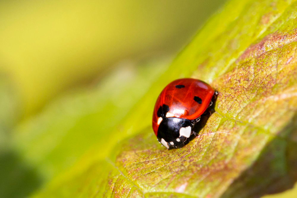 beetle