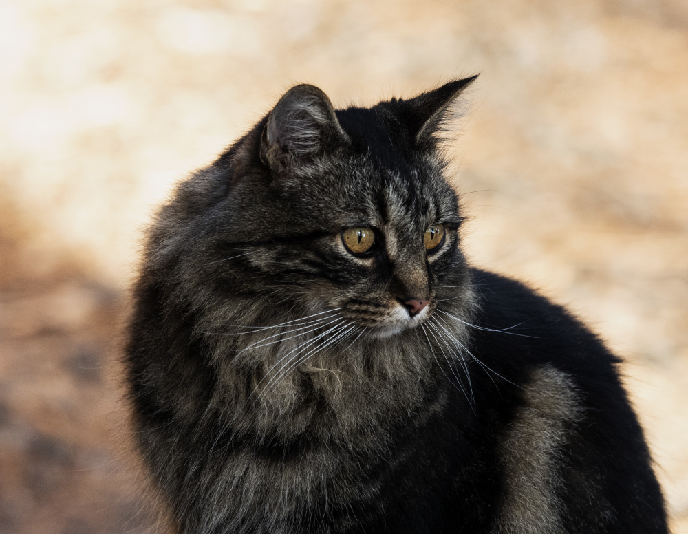 domestic cat