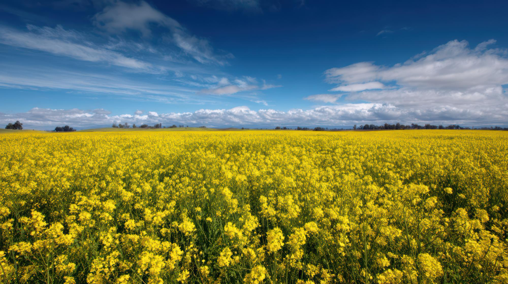 Mustard