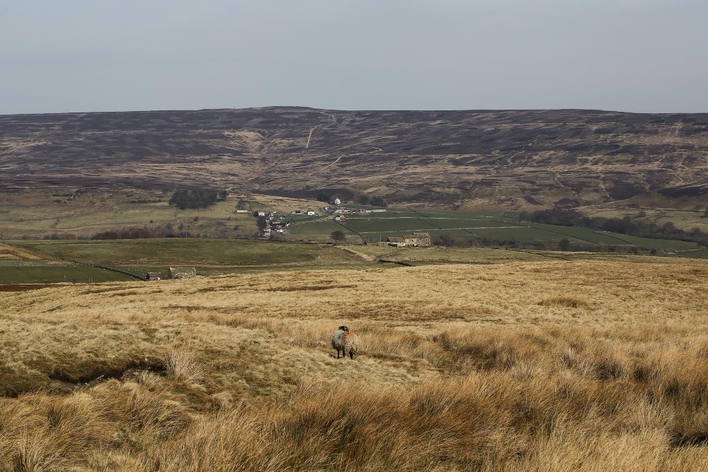 Landscape