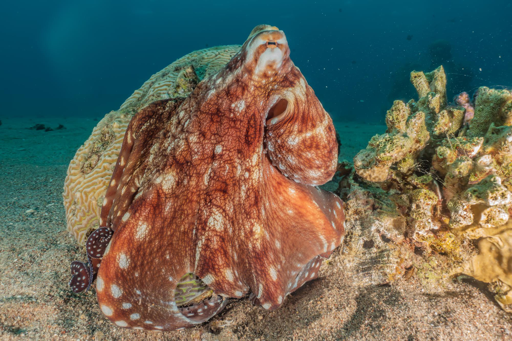 octopus