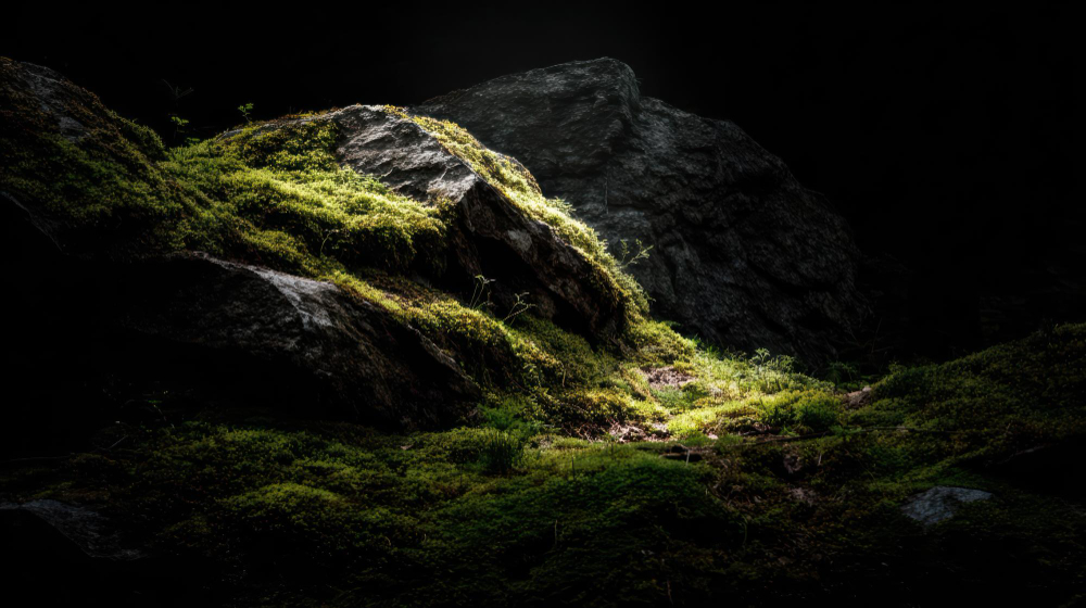 lichen rock