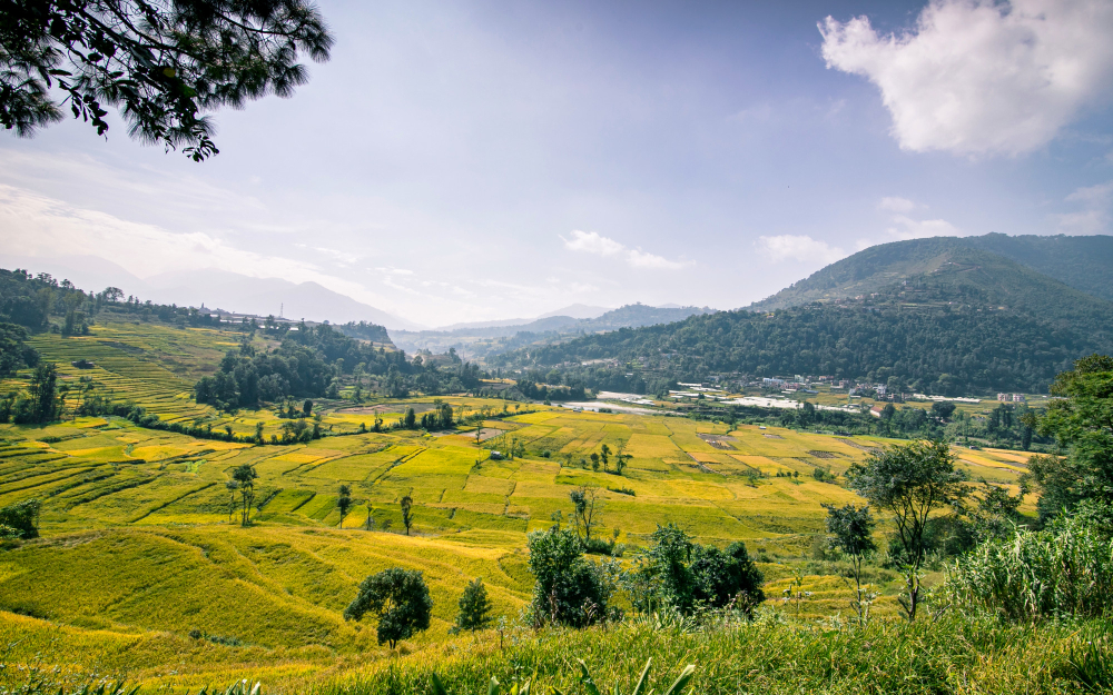 terraced hillside