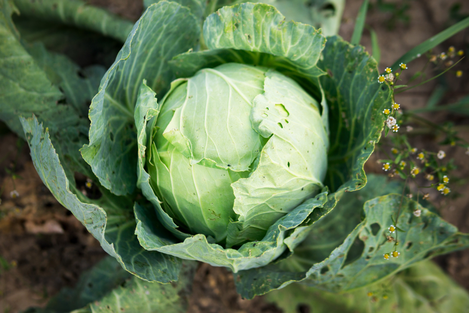 cabbage