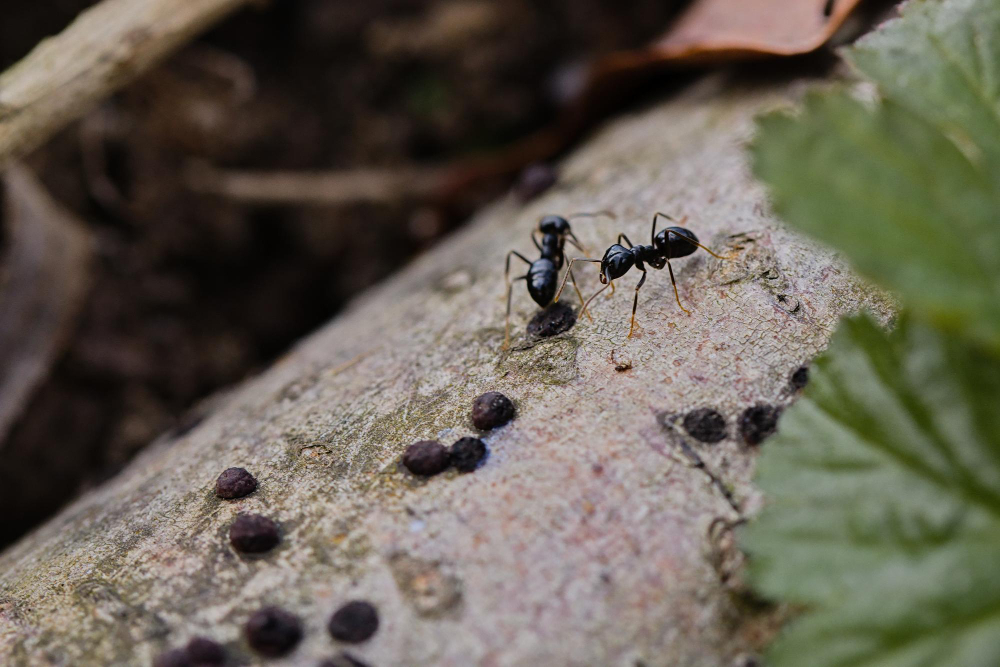 ants
