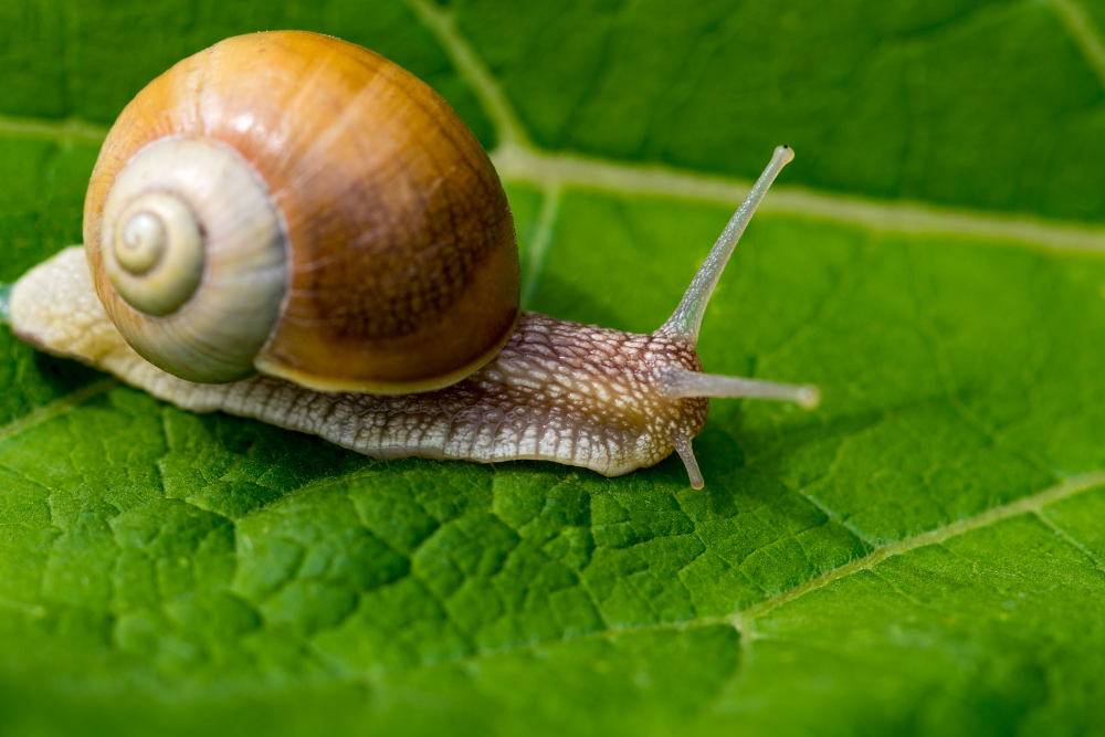 Snail