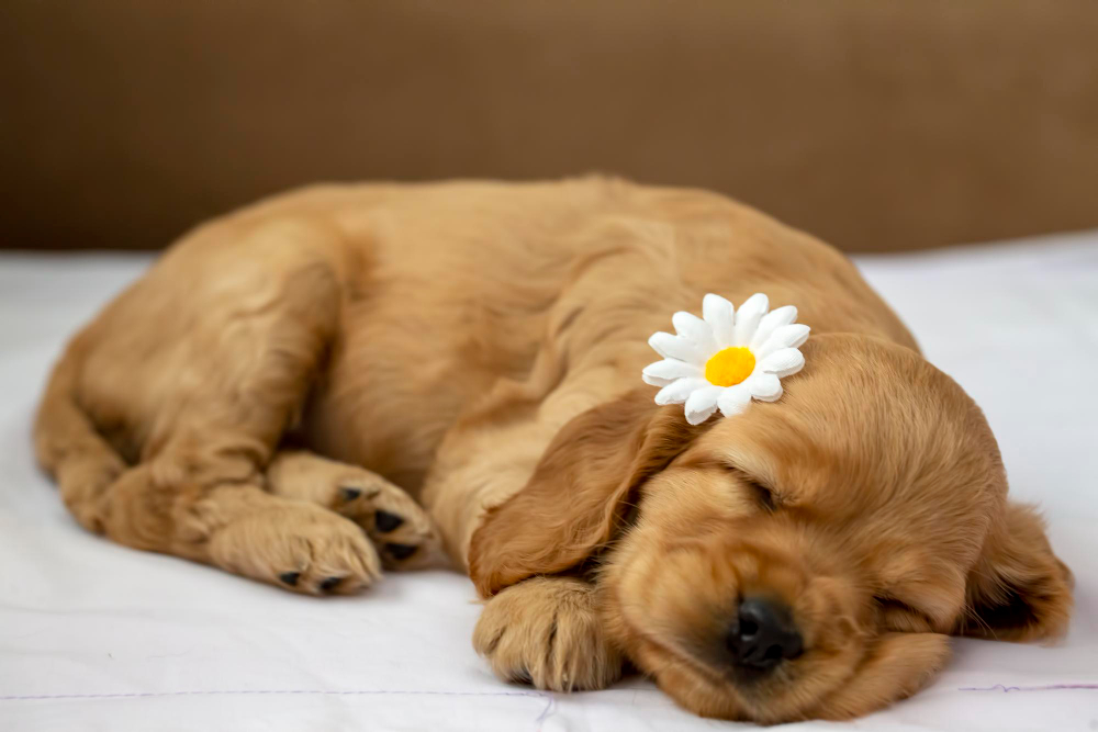 sleeping animal