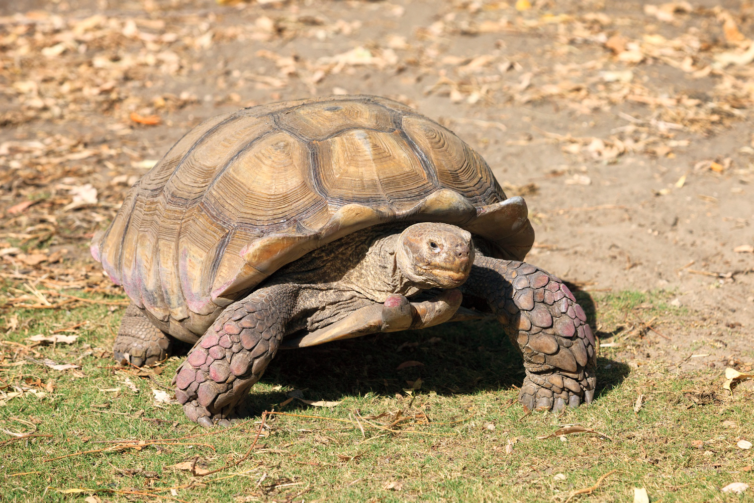 tortoise