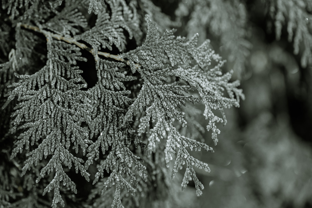 frost
