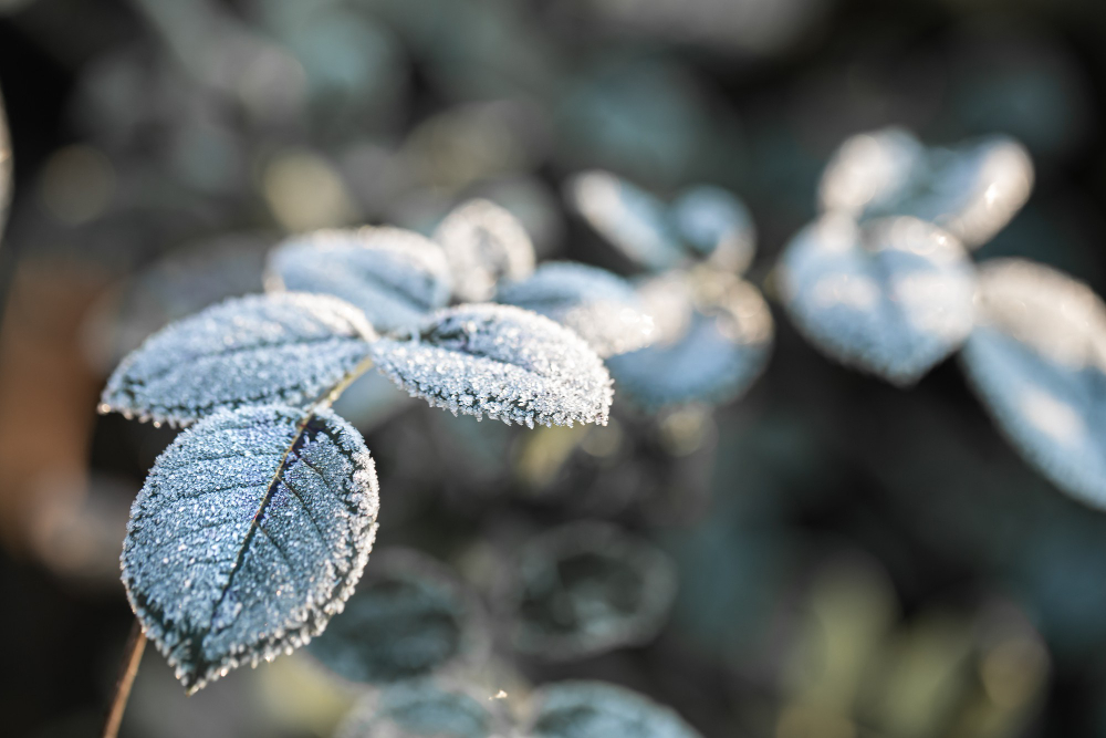 frost