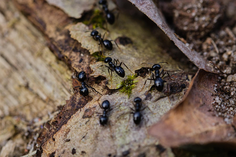 ants