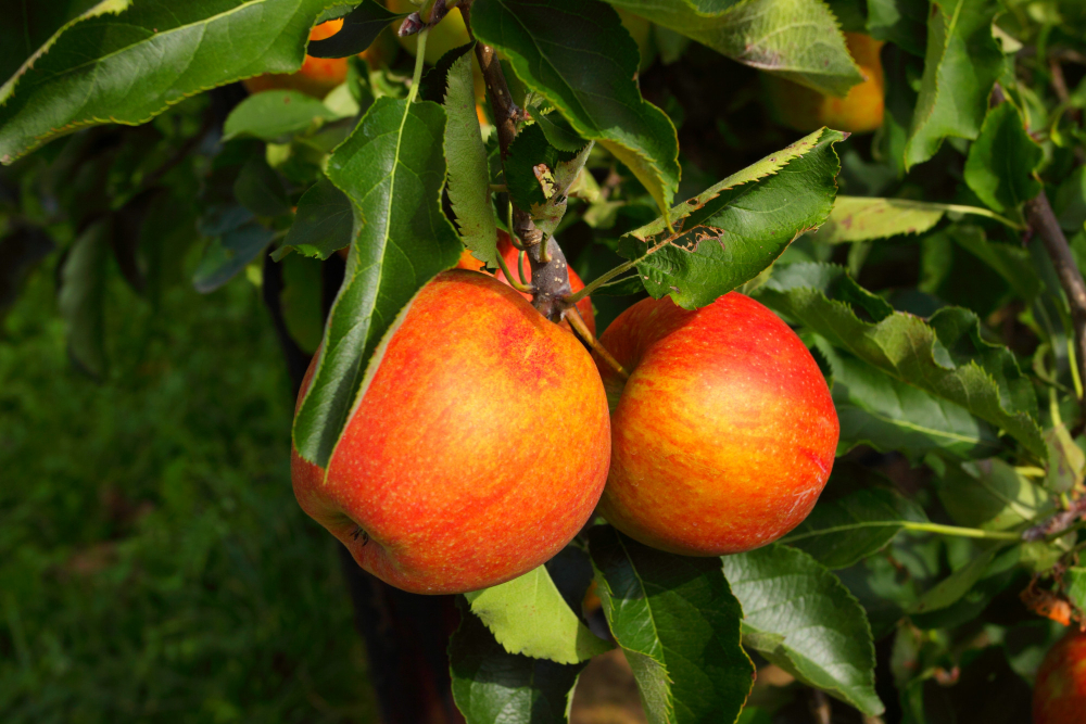 Fruit Ripens