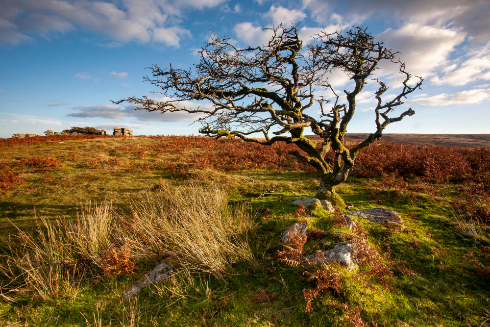 Landscape
