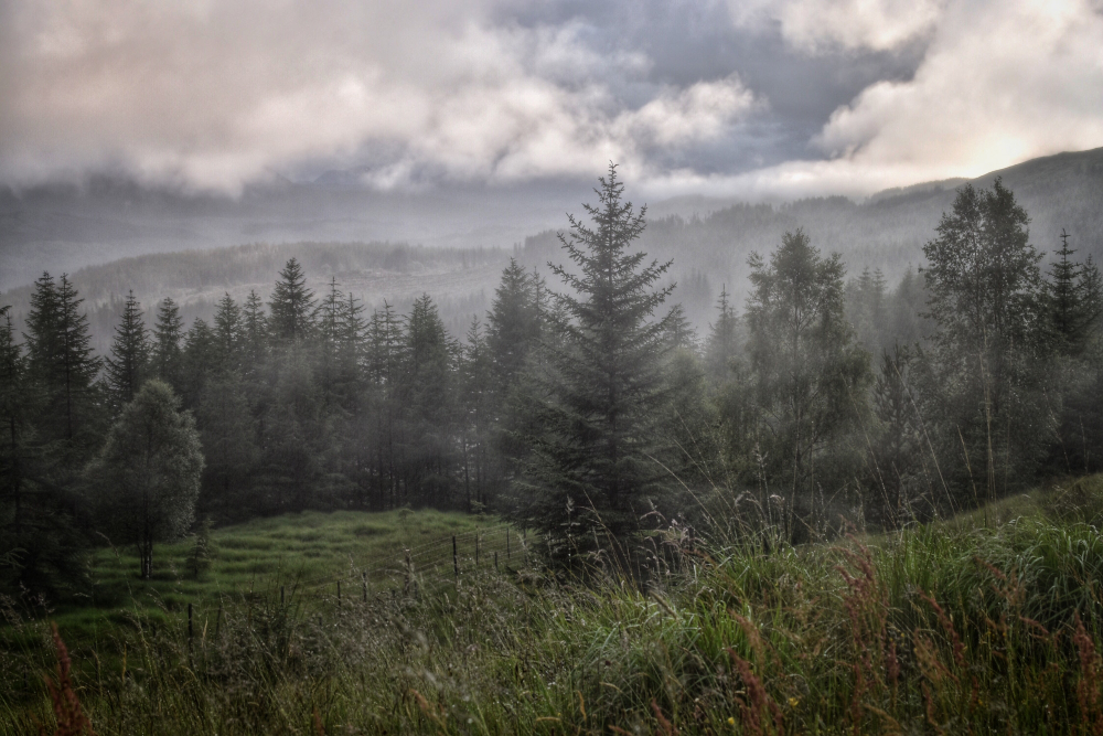 Treeline