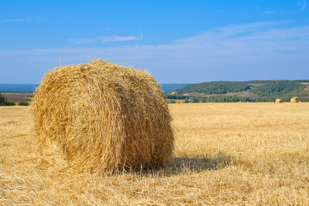 haymaking field