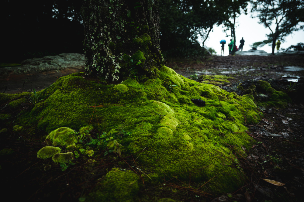 moss