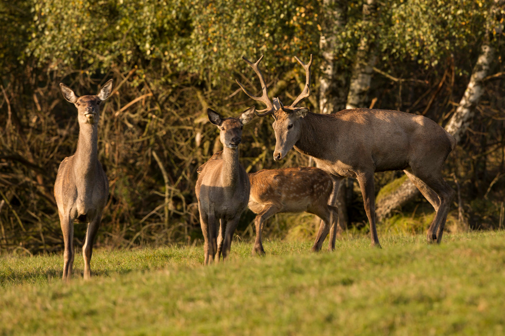 young animals playing