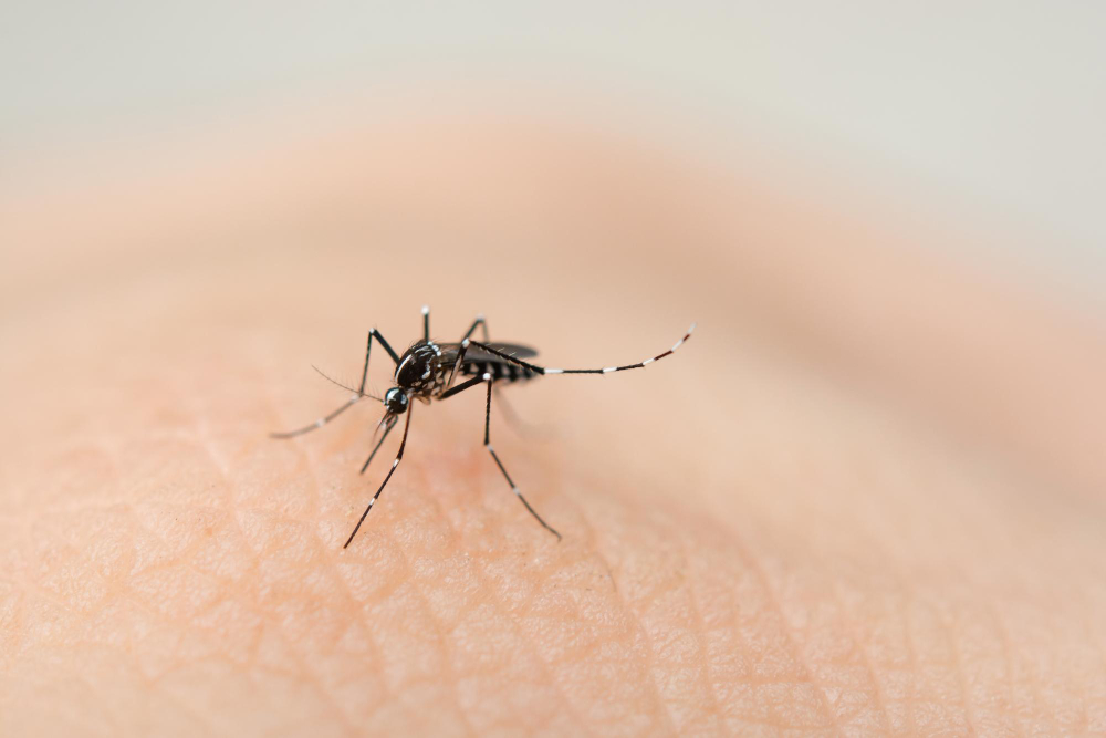 Mosquito