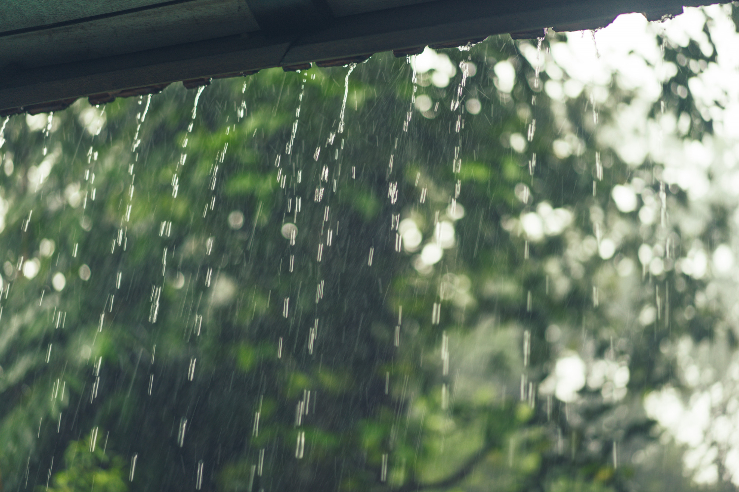 Rain