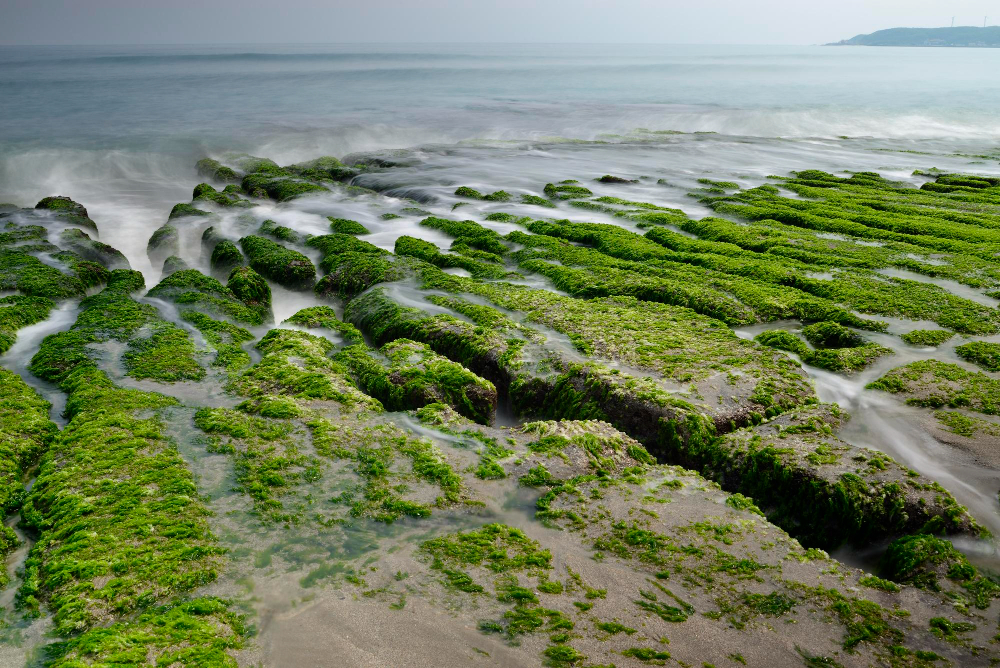 seaweed rocks