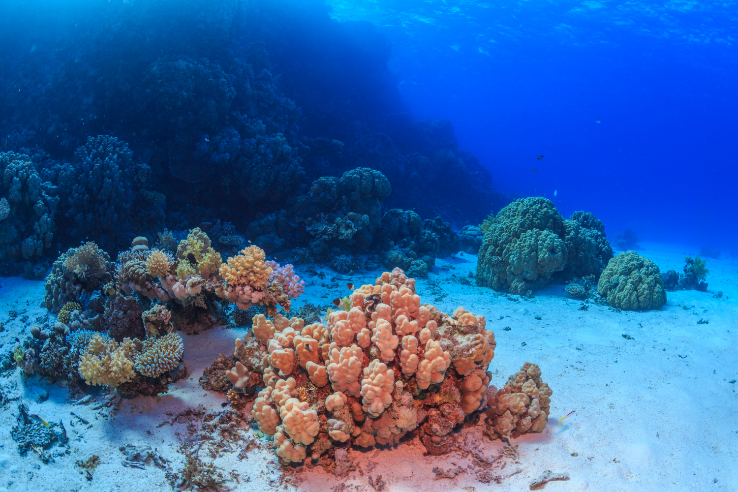 Coral Reef