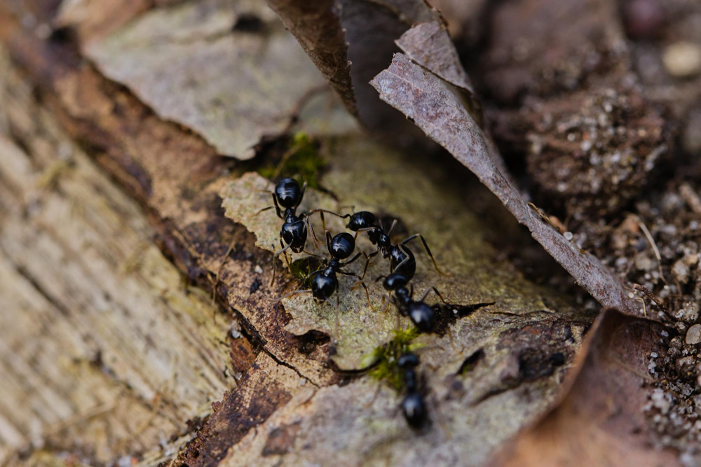 ants