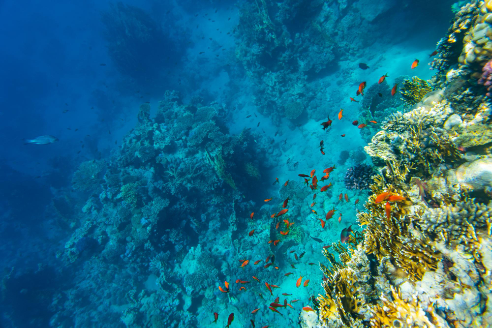 Coral Reef