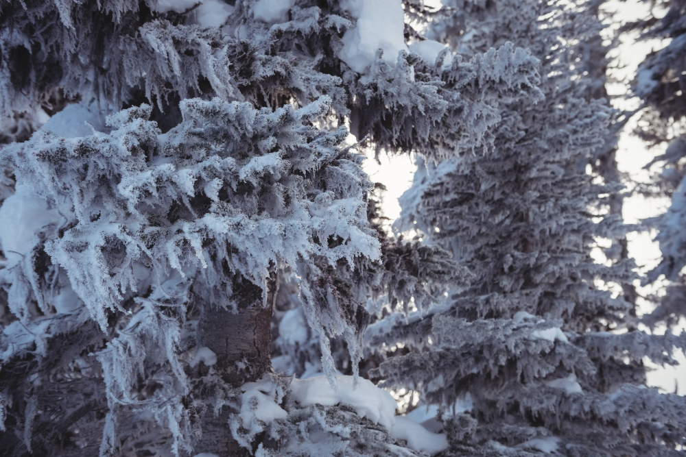 frost