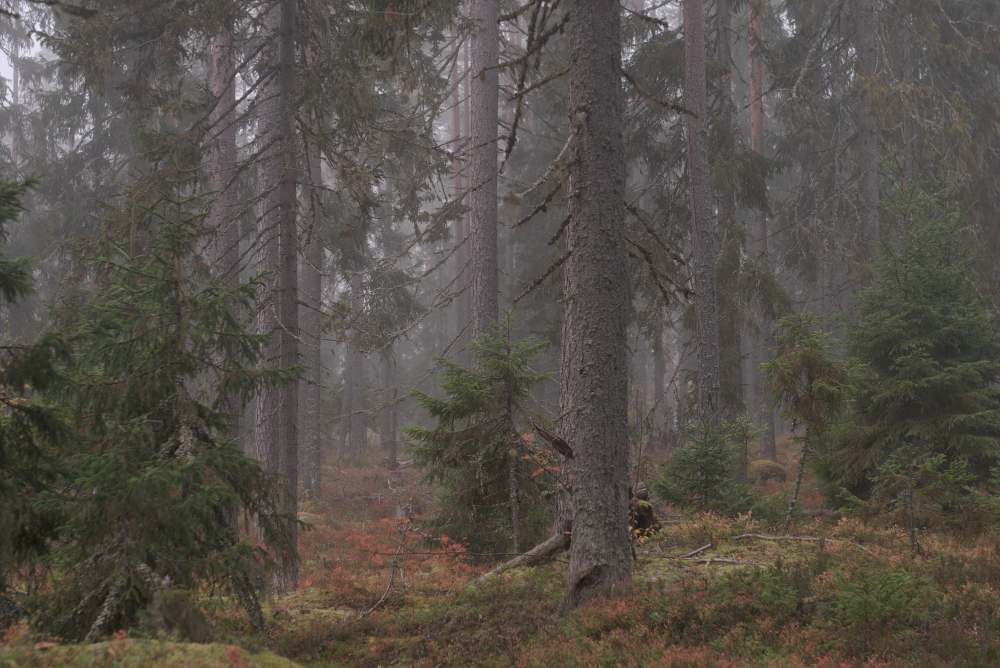 Treeline