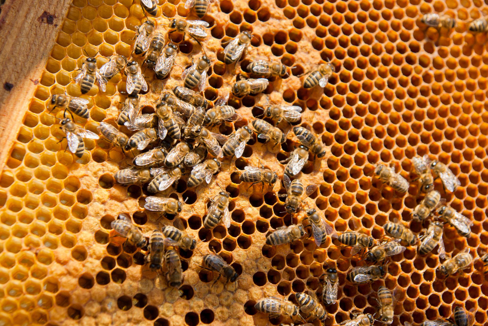 Beehive