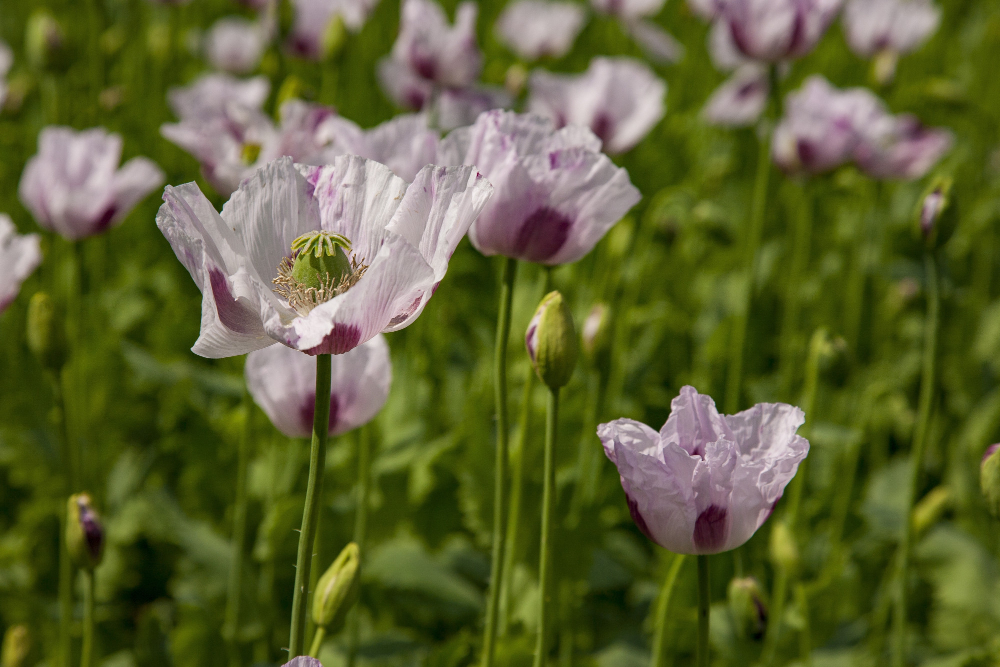 flax plants