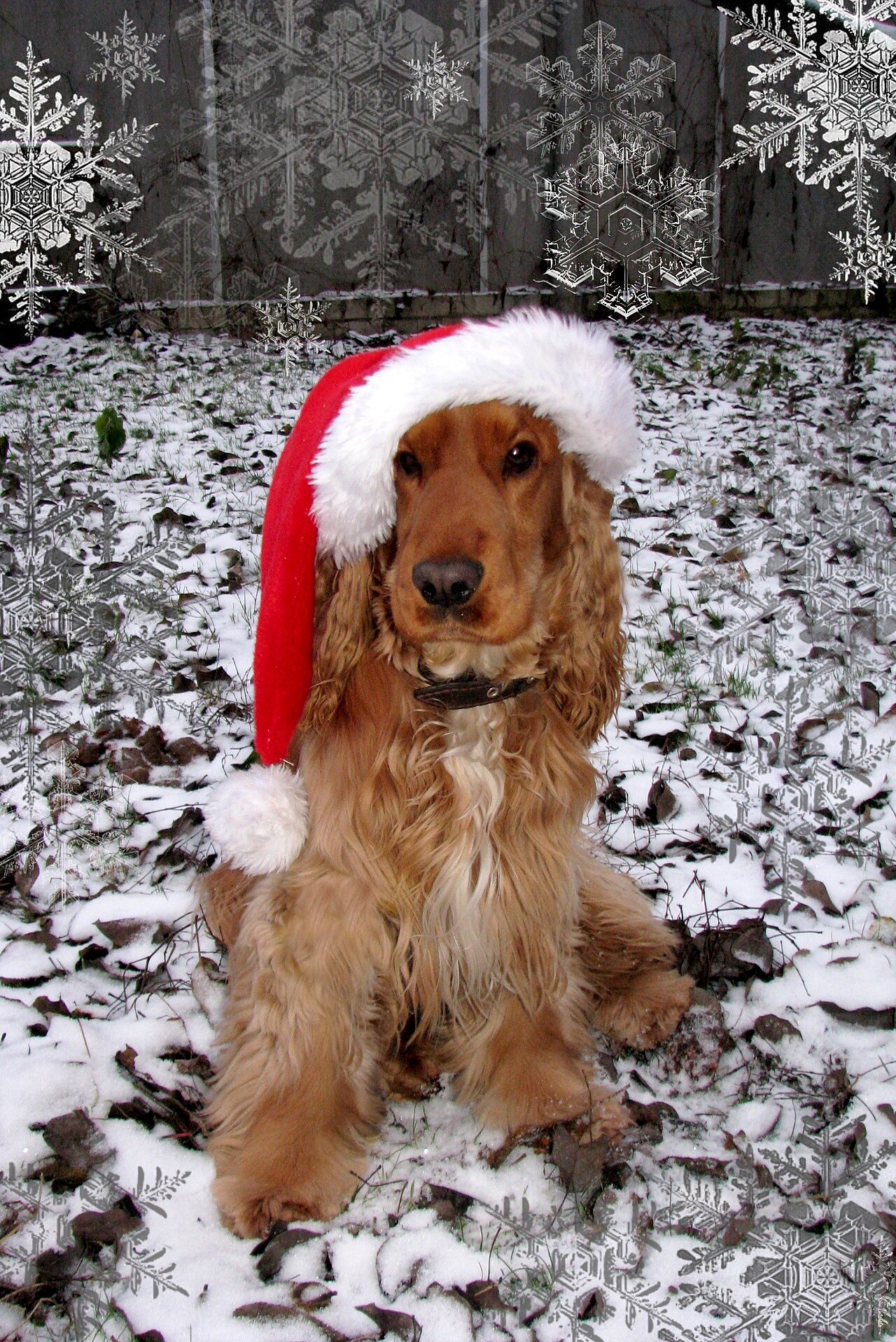christmas cards