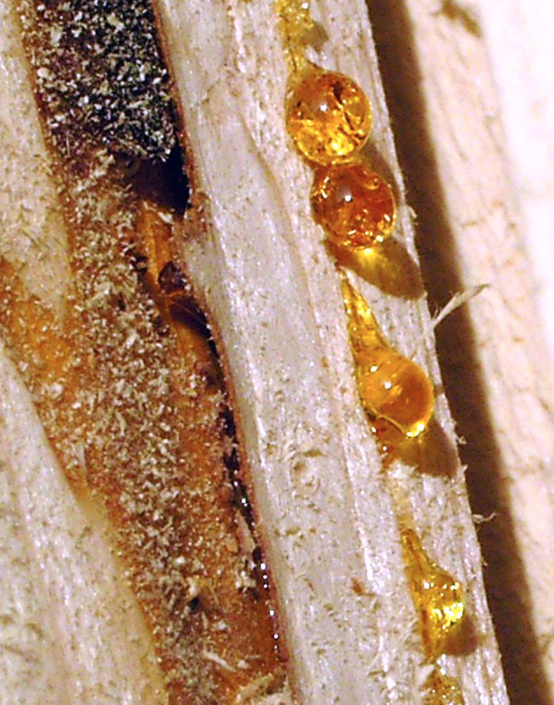 amber resin fossil